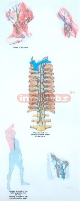 HANGING HUMAN LYMPHATIC FLOW COLLECTION MODEL